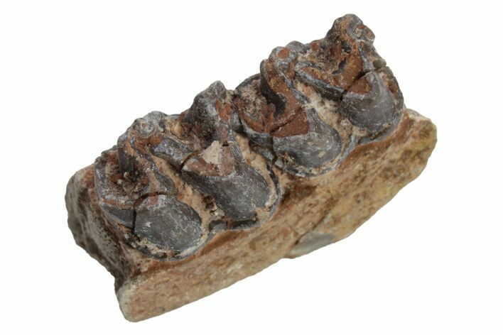 Fossil Horse (Mesohippus) Jaw Section - South Dakota #223394